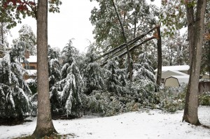 Tree broken by heavy snowfall
